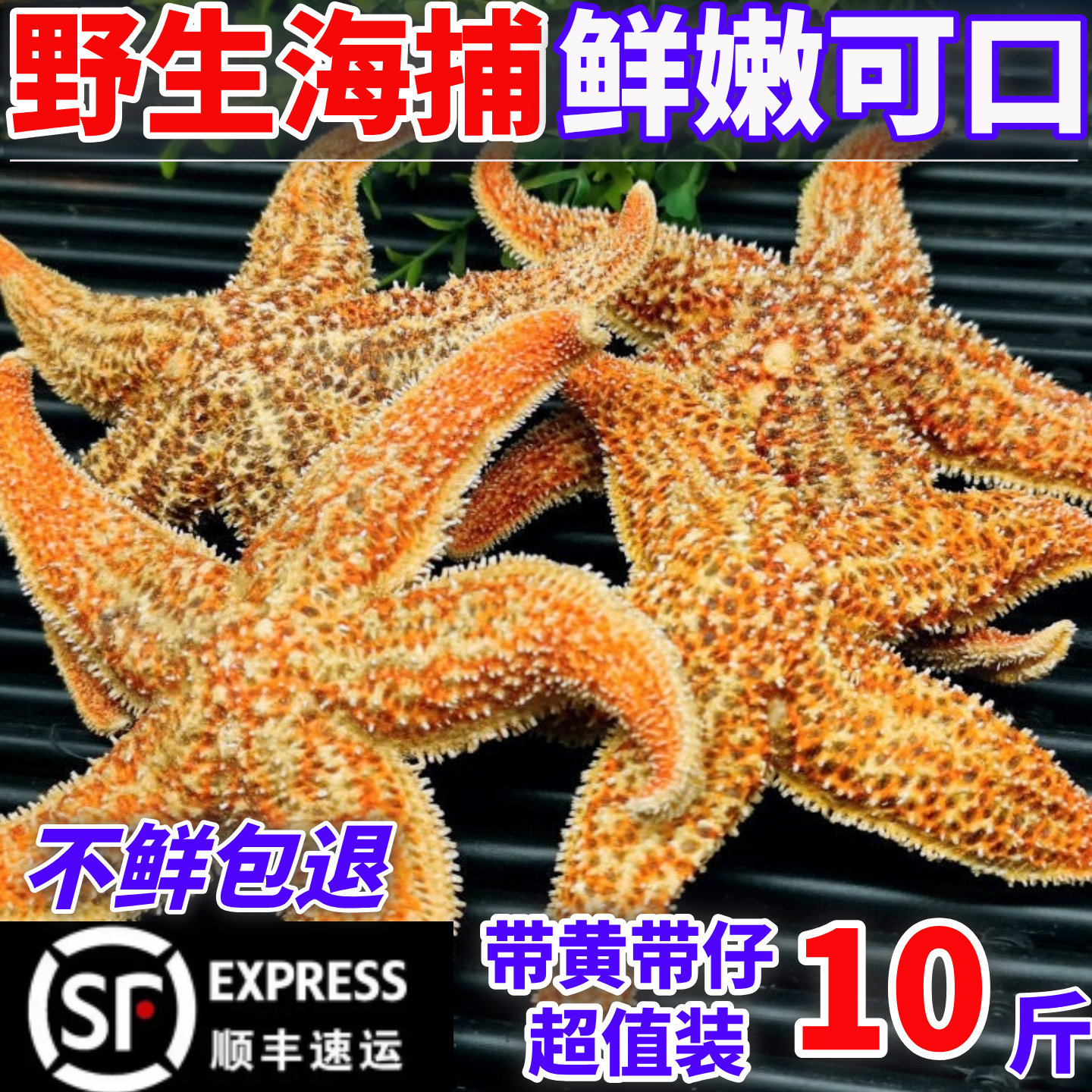 海星鲜活冷冻派大星新鲜冻速冻海星满籽海鲜野生食用五角星