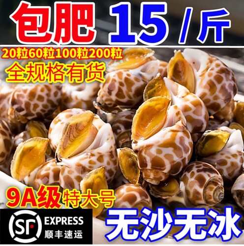冷冻特大花螺包肥无沙