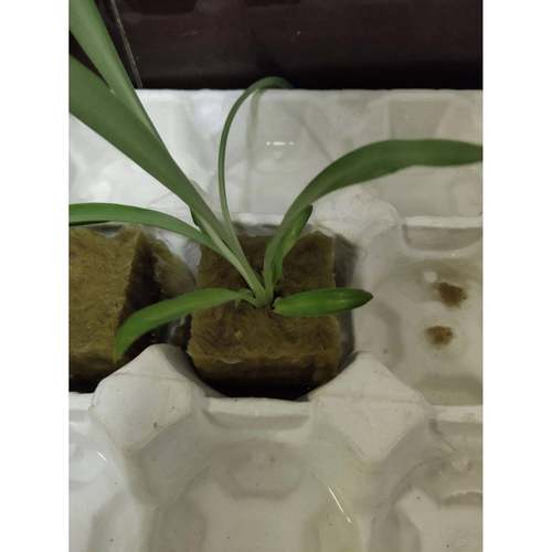 无土栽培岩棉块水培栽培基质农用岩棉条育苗岩棉块25×25×25mm