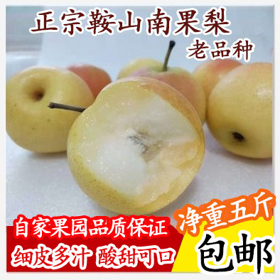 鞍山大屯南国梨皮薄肉厚软糯多汁