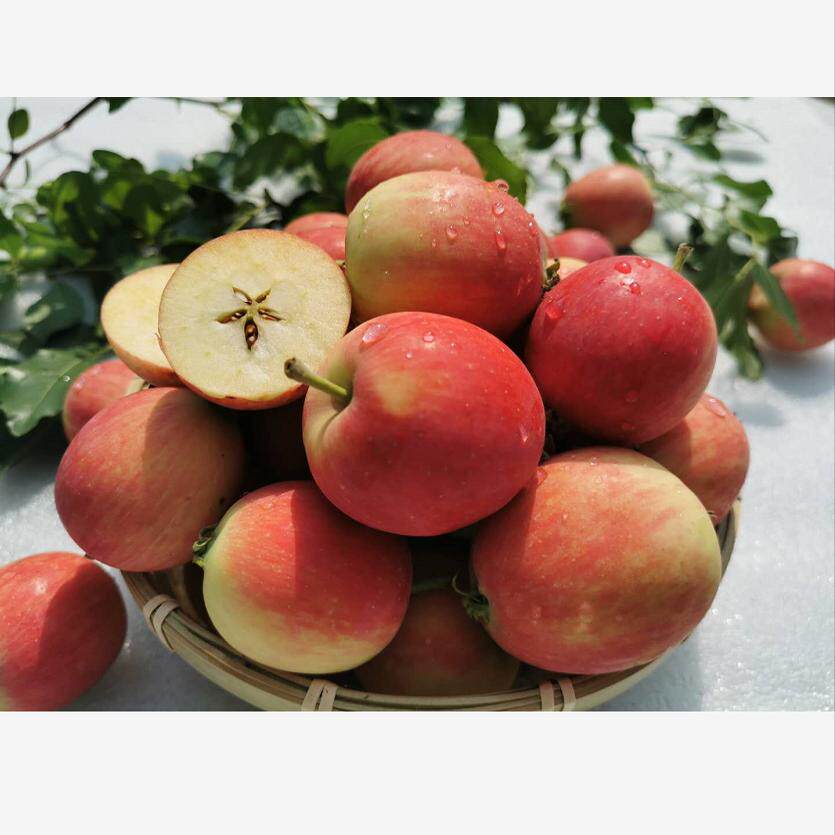 包邮东北沙果k9新鲜现摘酸甜黄太平鸡心果伏果海棠果4斤