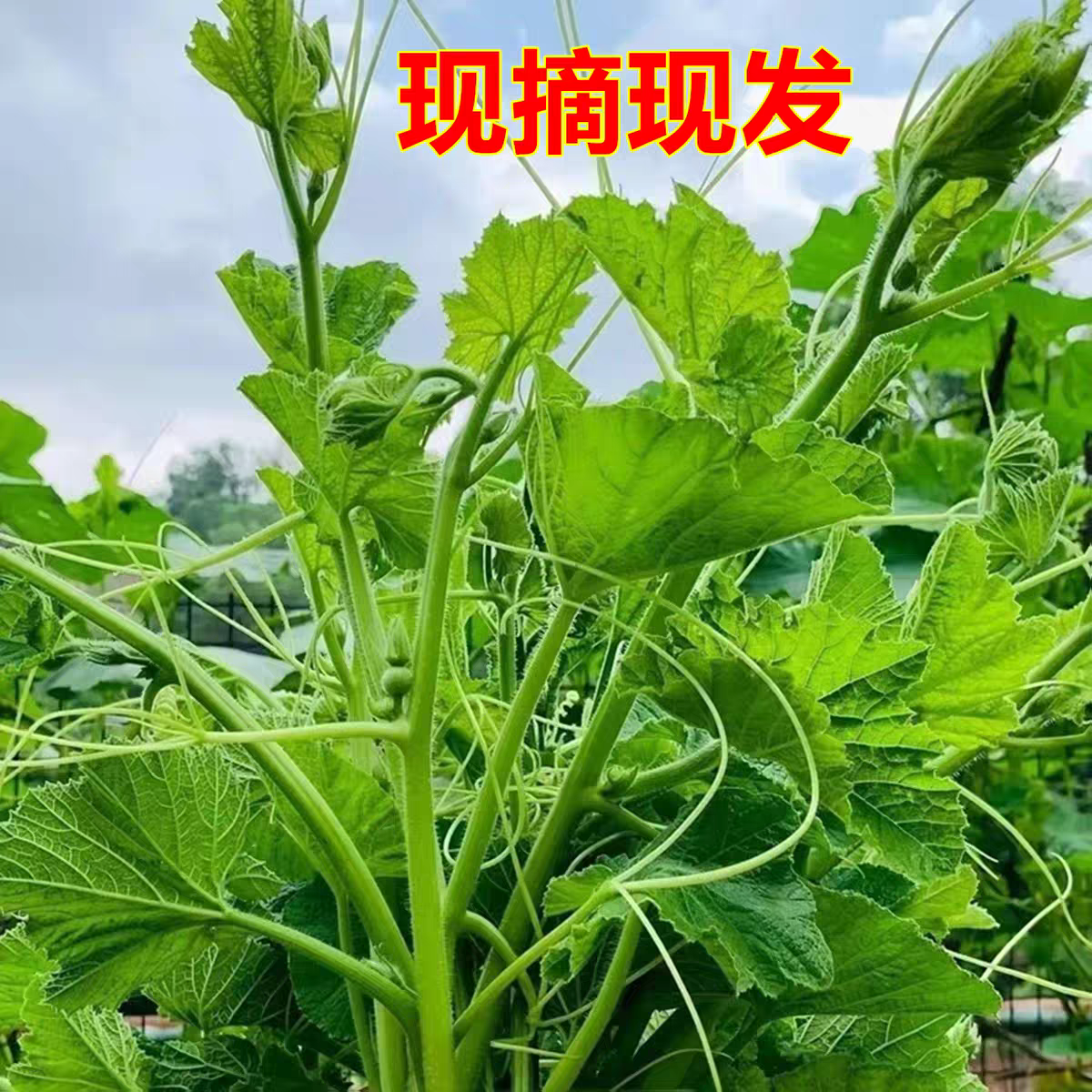 河南农家南瓜尖新鲜现摘包邮