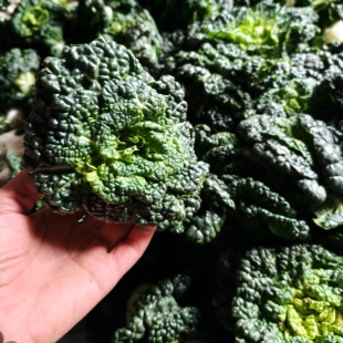 自冉香河南新鲜现挖黄心菜霜冻农家自种黄心菜当季蔬菜乌塌菜批发