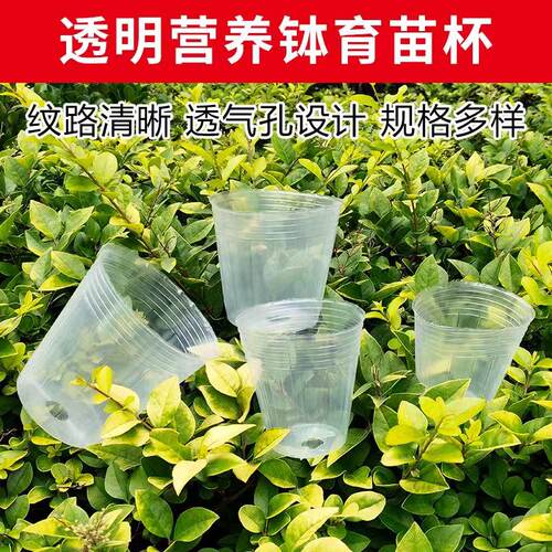 透明透气蝴蝶兰育苗杯塑料营养杯 花卉植物栽培种植多肉兰花移栽