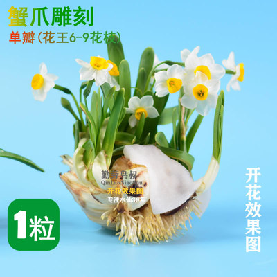 非遗传承水仙花大师雕刻水仙种子