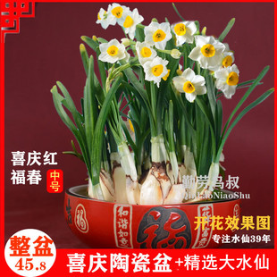 [已养护矮化]正宗漳州水仙种球+高档陶瓷盆 水养花卉种子水培植物