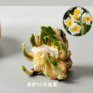 [LULU专属]花王 老师傅精雕正宗漳州水仙花种球 已养护矮化水仙球