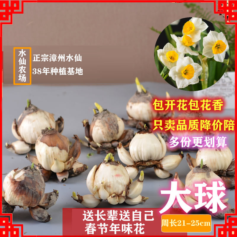 [抢购]正宗漳州水仙花种球重瓣水仙花种子室内水养冬花卉水培盆栽,鲜花速递/花卉仿真/绿植园艺,种球/裸根,淘宝优惠券,粉丝福利购,淘宝优惠卷
