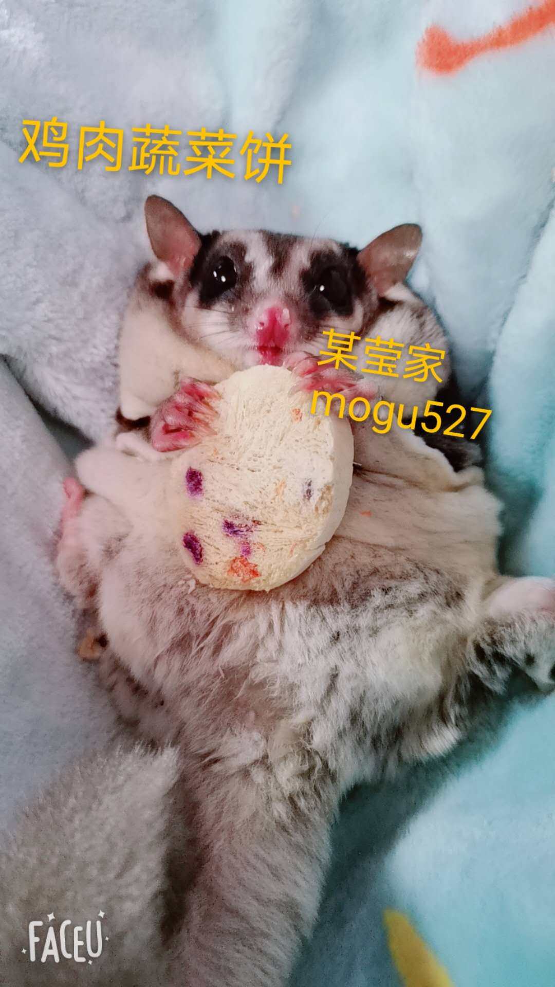 鸡肉蔬菜饼猫狗小宠蜜袋鼯花枝鼠仓鼠冻干零食拌粮泡奶训练奖励,宠物/宠物食品及用品,鼠粮,淘宝优惠券,粉丝福利购,淘宝优惠卷