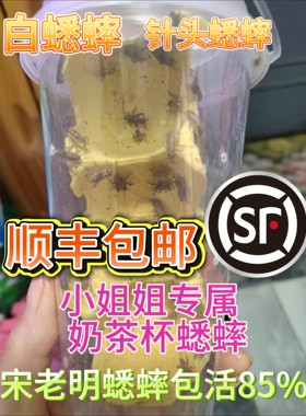 顺丰包邮奶茶杯针头白小蟋蟀油葫芦蛐蛐爬宠专用活物饲料树蛙蜘蛛