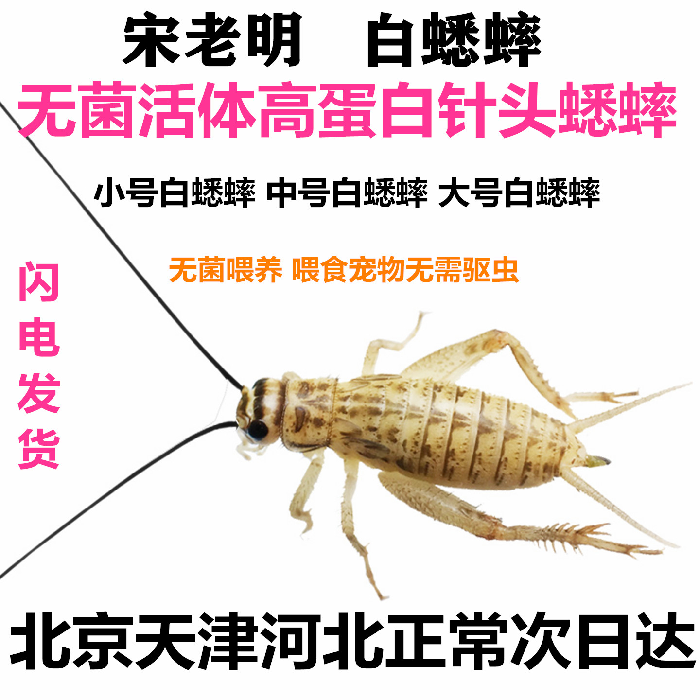 高蛋白无菌针头白蟋蟀活体饲料爬虫专用油葫芦蜥蜴龙鱼 北京发货