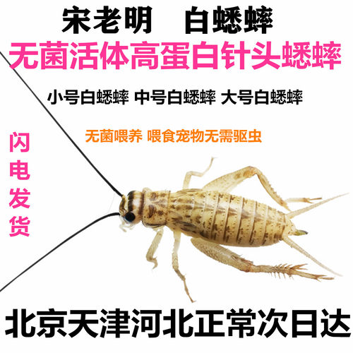 高蛋白无菌针头白蟋蟀活体饲料爬虫专用油葫芦蜥蜴龙鱼 北京发货