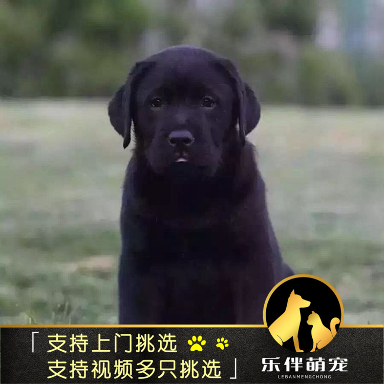 出售纯种拉布拉多猎犬幼犬导盲犬 赛级品质神犬小七宠物狗狗活体|ruв категории животное/Животное питание и принадлежностей, собака - от Buy2taobao.com для оказания профессиональной услуги покупки агента Taobao