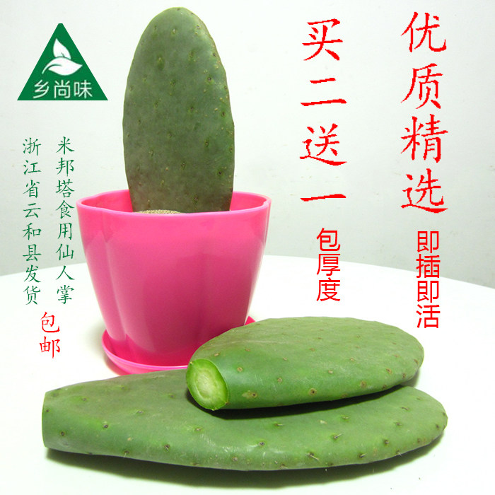 绿色多肉可食用仙人掌扦插育苗盆栽嫁接蟹爪兰开花结果