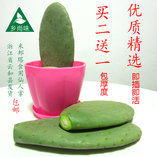 绿色多肉可食用仙人掌扦插育苗盆栽嫁接蟹爪兰开花结果