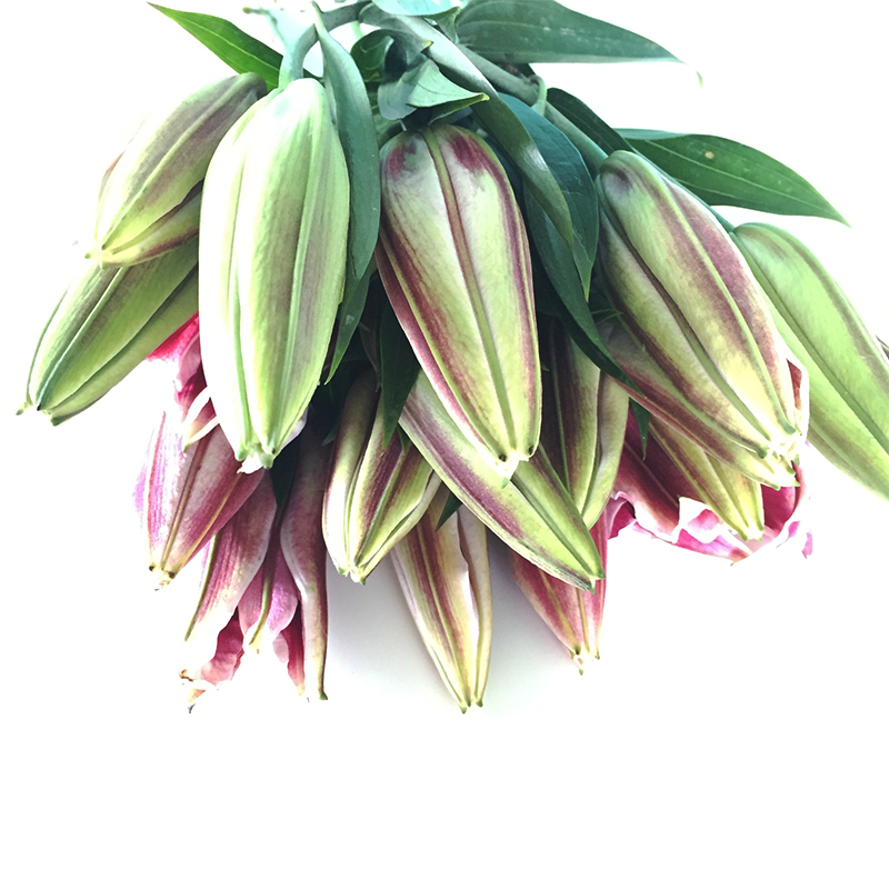 昆明基地香水重瓣百合鲜花云南直发水养直供批发包邮家用插花直批