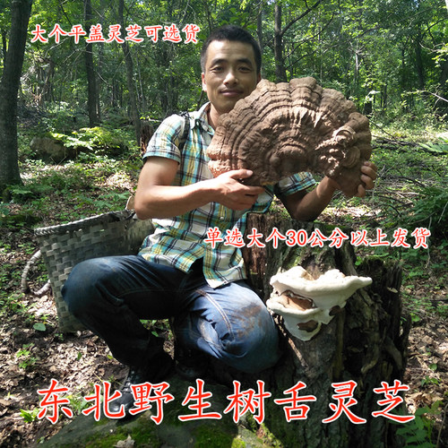 树舌灵芝大个野生新货