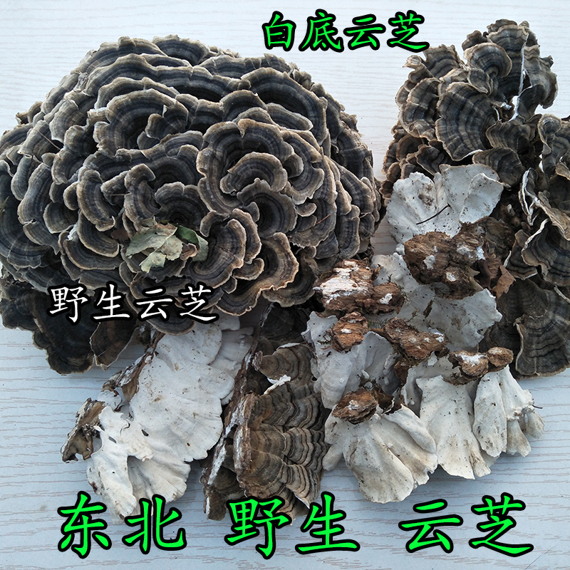 长白山脉野生云芝黄云芝云芝白底云灵芝灵芝野生云芝250克云芝-封面