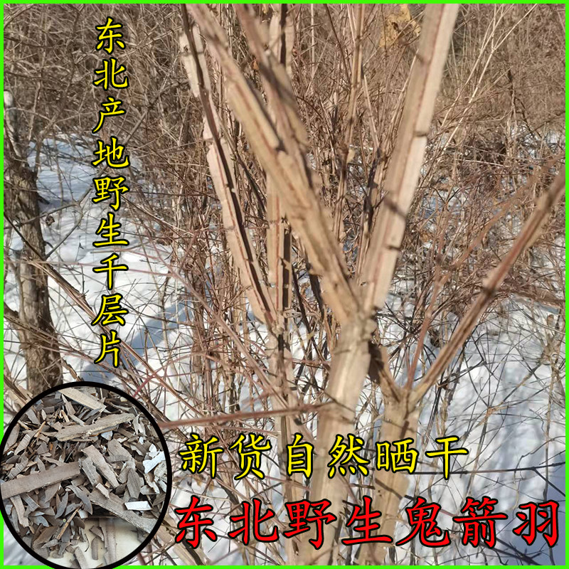 野生鬼箭羽 鬼见愁 千层片四棱棒东北野生鬼箭羽 鬼箭羽250克