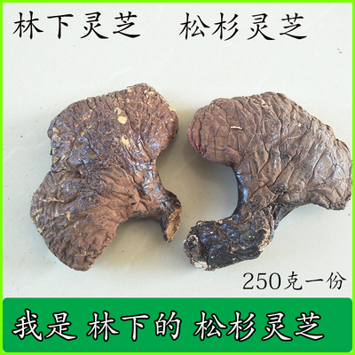 林下松杉灵芝野生250克包邮