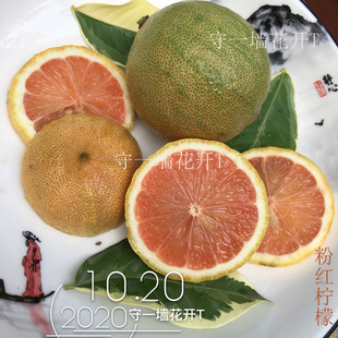 美国斑叶粉红柠檬盆栽 泰国马蜂橙盆景 南瓜柠庭院观果植物