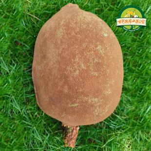 古布阿苏实生苗四季种植基地直发庭院种植地栽果苗