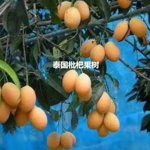 枇杷苗泰国枇杷芒二个一斤大枇杷果树嫁接苗南北种植盆栽地栽