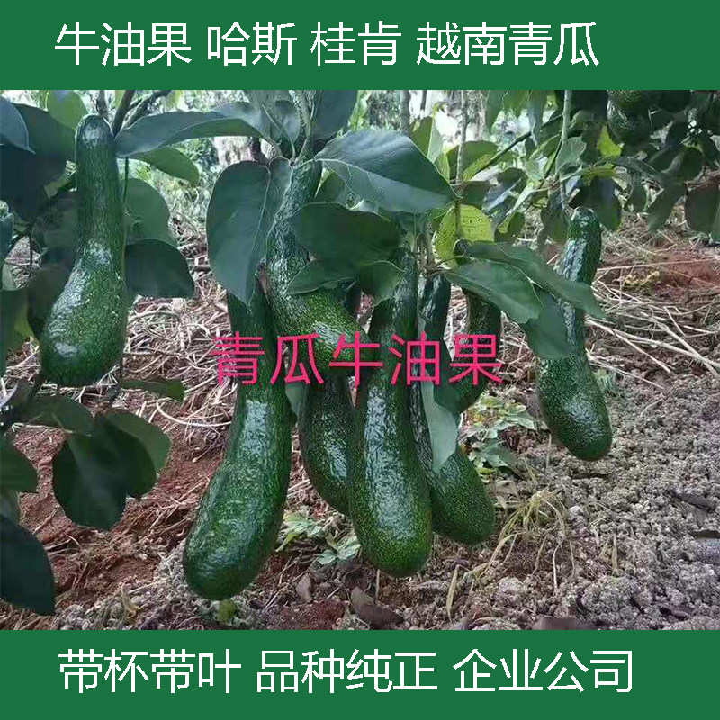牛油果苗嫁接苗鳄梨越南青瓜墨西