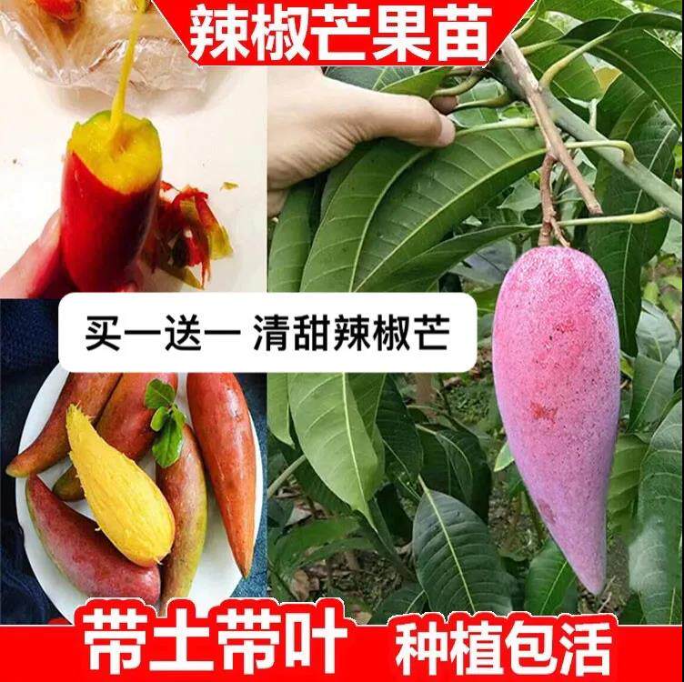 芒果树苗红皮辣椒芒无核芒矮化嫁接苗耐寒果树南北四季盆栽地栽