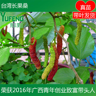 长果桑苗 台湾无籽大十果桑苗长桑果树当年结果 桑葚嫁接苗桑树苗