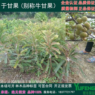 余甘果苗油甘子树苗滇橄榄苗四季嫁接苗带叶发货盆栽南北种植