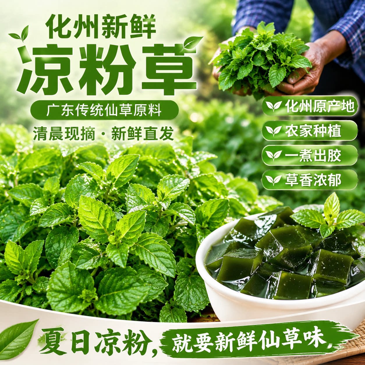 化州新鲜凉粉草送教程包教会