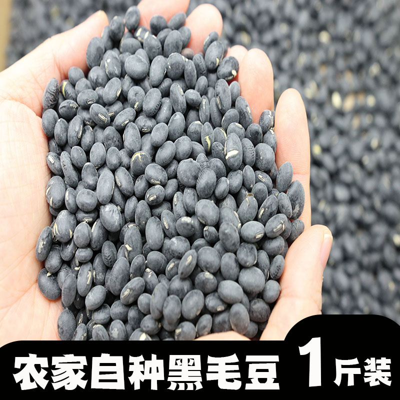 茂名化州黑毛豆黑豇豆农家自产五谷杂粮大毛豆黑豆500克