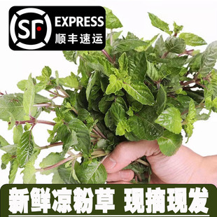 广东化州新鲜凉粉草绿凉粉草烧仙草仙人草甜品制作原料顺丰包邮