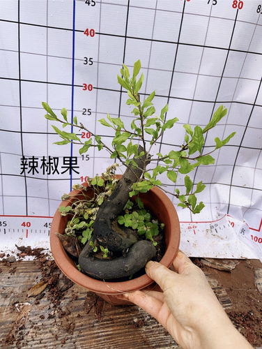 紫阳金丹母桩阳台泸州包邮金弹子