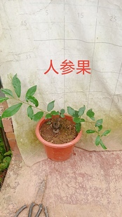 瓶兰花金弹子品种桩血钻葫芦紫阳花生十里桃花一物一拍原盆原土发