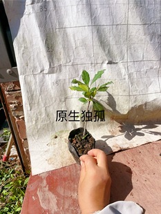 原生老鸦柿金弹子 母桩 绿植美观 随机发货原盆原土发货包邮