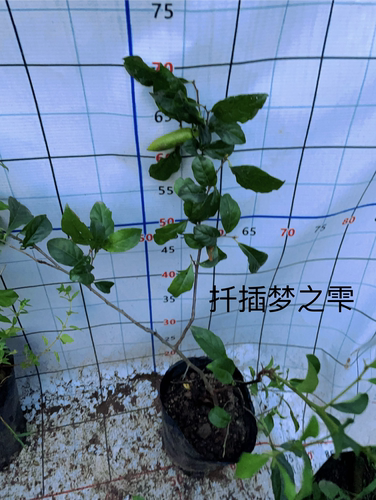 原生老鸦柿金弹子  母桩 绿植美观 随机发货原盆原土发货包邮
