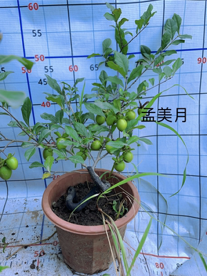 紫阳金丹母桩阳台泸州包邮金弹子