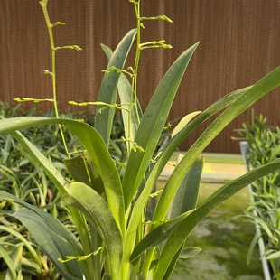 文心兰满天星带花剑包邮包售后