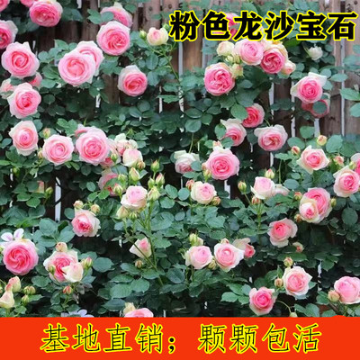 源头直销花墙首选爬藤爬墙