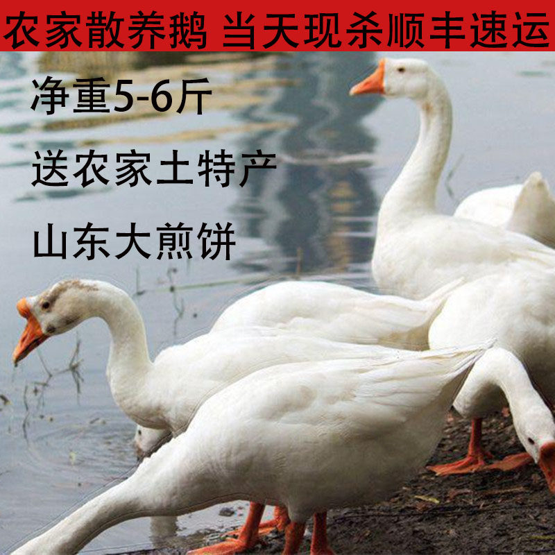 正宗农家散养土鹅老鹅大白鹅农村草鹅青年鹅活体新鲜鹅肉现杀包邮