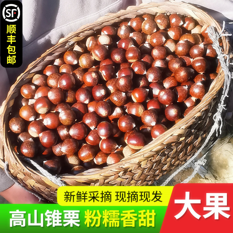 2023年新鲜福建建瓯锥栗高山现摘油栗圆栗板栗生新鲜野生栗子榛子