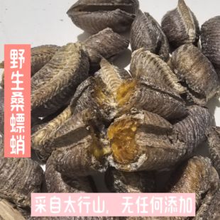 桑螵蛸南太行深山野生生桑螵熟桑螵蛸螳螂卵，野生药材，注意存放