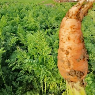 红萝卜自种不打农药化肥产量低个头小品相一般现刨发欢迎做检测