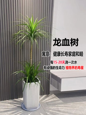 龙血树客厅绿植室内办公室大型造型黑珍珠四季常青好养活吸甲醛植