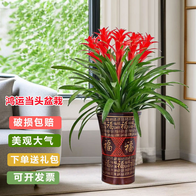 鸿运当头盆栽带花凤梨室内绿植客厅办公室开业乔迁送礼喜庆花卉