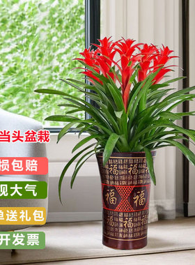 鸿运当头盆栽带花凤梨室内绿植客厅办公室开业乔迁送礼喜庆花卉