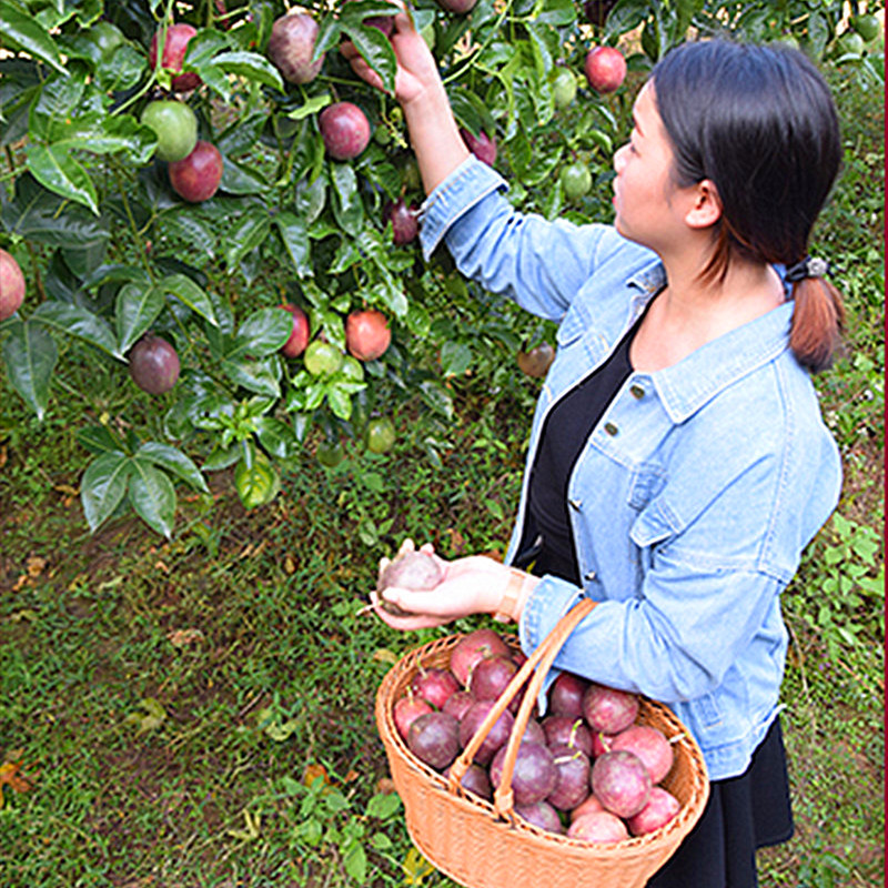 云南百香果新鲜水果西番莲鸡蛋果现摘现发5斤大果整箱批发包邮