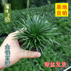 菖蒲草微型盆景 金钱虎须黄金姬水培常青办公摆件小绿植盆栽兰花